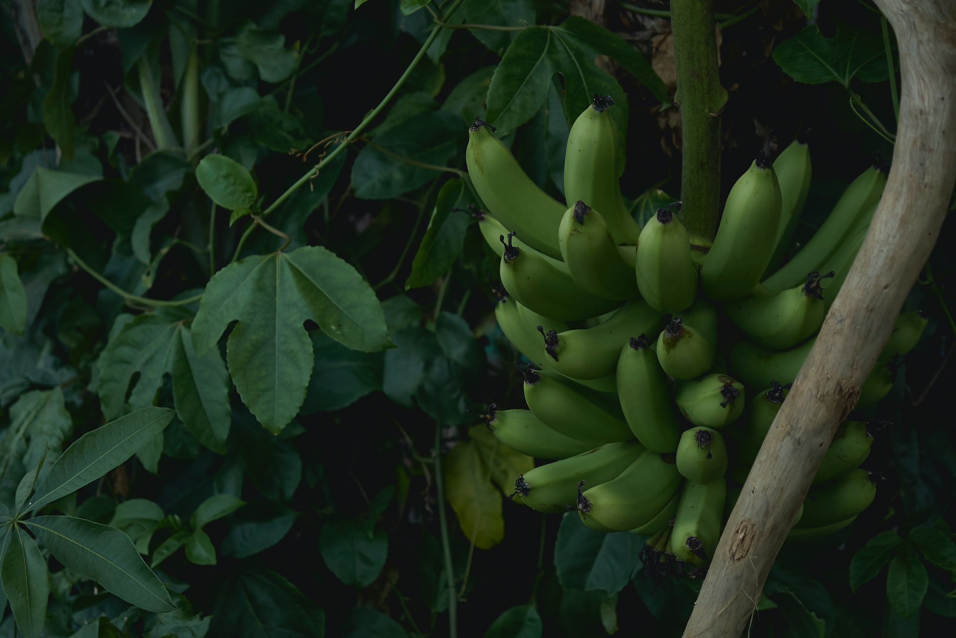 cluster of unripe banana fruit near green plants at daytime
